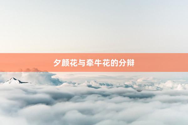 夕颜花与牵牛花的分辩