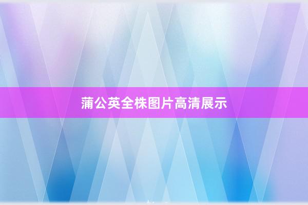 蒲公英全株图片高清展示
